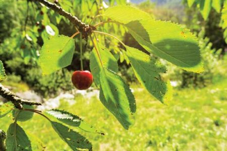 Spread the Wild with Summer Cherries